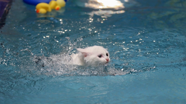 شاهد..افتتاح أول مسبح للقطط في تركيا