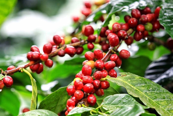 في #يوم_العودة_لزراعة_البن.. "الموالعة اليمنيين" ينظمون "عيد موكا"