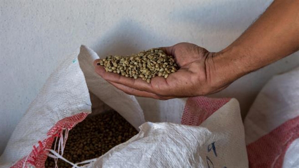 "الموالعة اليمنيين" يحيون يوم البن: سنستعيد شهرته وقوته العالمية