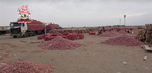 بعد تحريرها من سطوة الميليشيات.. مزارع البصل في تهامة تعود للحياة مجدداً