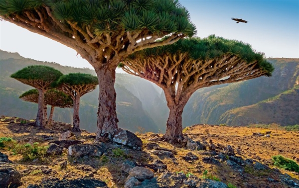 محافظ سقطرى يحذر من تشكيل حزام أمني إماراتي في الجزيرة