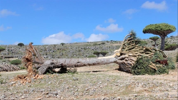 لليوم الرابع ..معظم مناطق جزيرة سقطرى بدون كهرباء