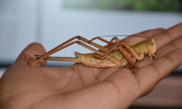 اكتشاف جراد «آكل للحوم» في تركيا