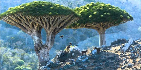 محافظ سقطرى يشدد على عودة نشاط السياحة بالمحافظة