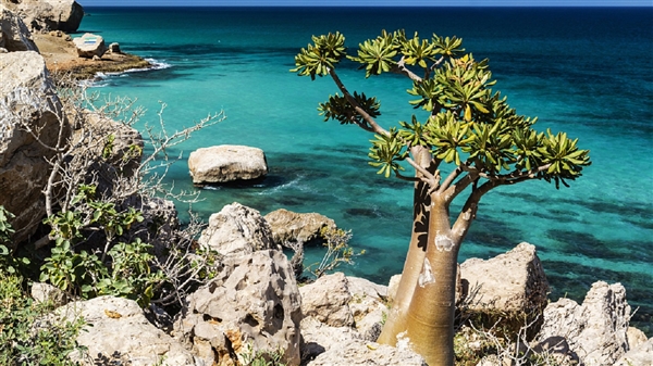 سقطرى اليمنية.. جزيرة العجائب وإحدى كنوز اليمن