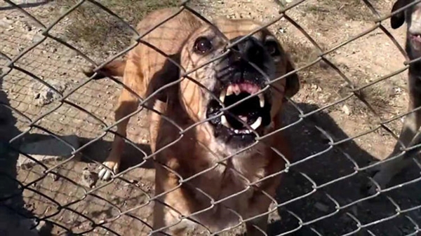 Yemen'de 279 kuduz vakası