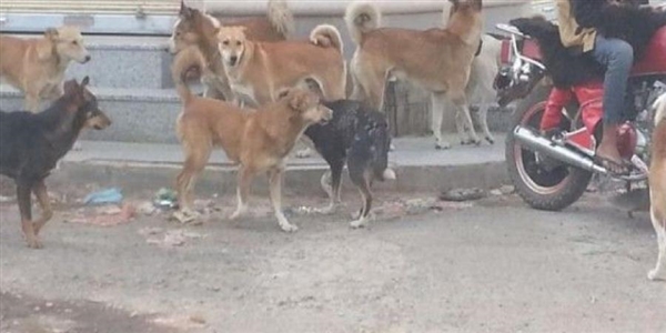 Yemen'de 2 bin 900 köpek katledildi