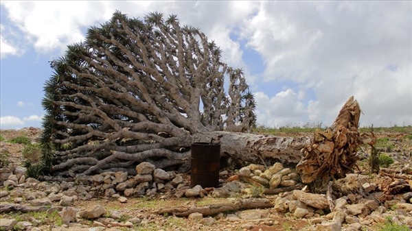 Fırtınanın vurduğu Sokotra'da büyük hasar