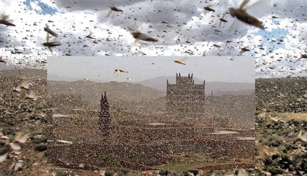 Yemen’de çekirge istilası tarım arazilerini tehdit ediyor