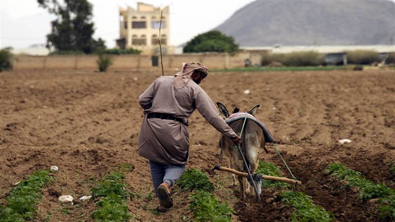 Almanya’dan Yemen tarımın 18 milyon avro destek
