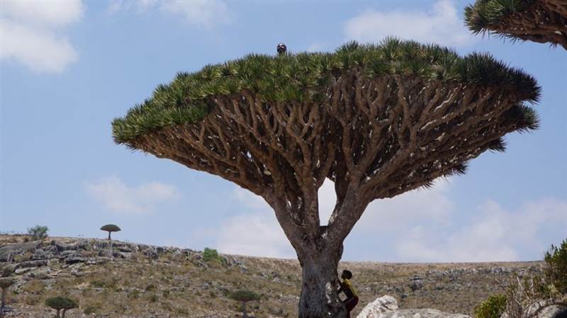 أزمة بيئية تهدد كنز أرخبيل سقطرى (صور)