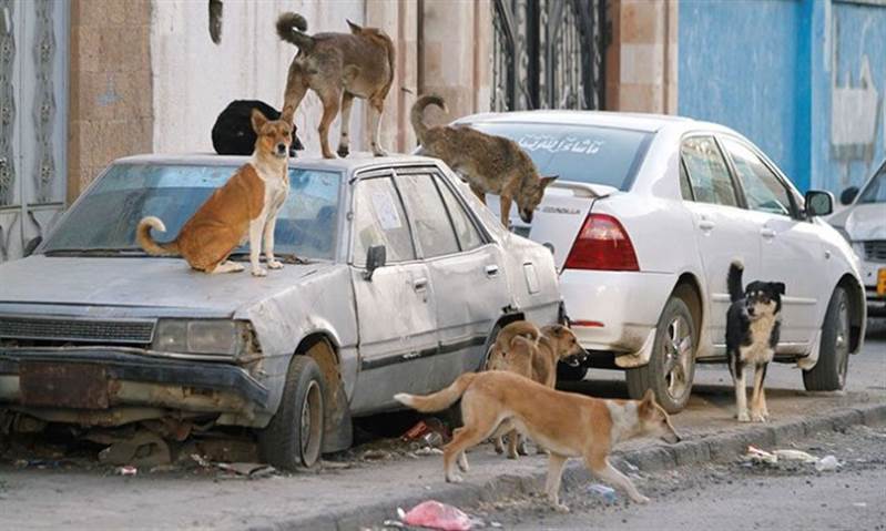 Yemen’de kuduz köpeğin ısırdığı şahıs hayatını kaybetti