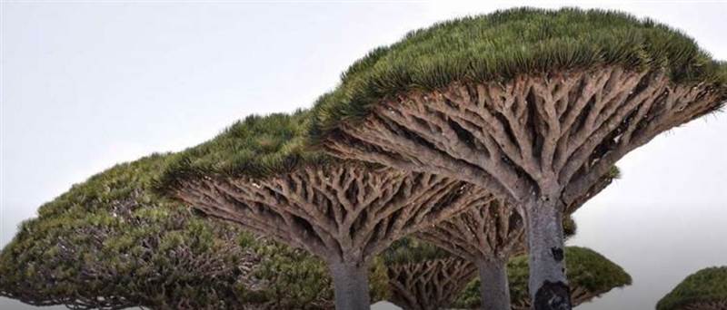 Yemen hükümeti: Sokotra Takımadaları’ndan nesli tükenmekte olan tohumları kaçırma girişimini engelledik