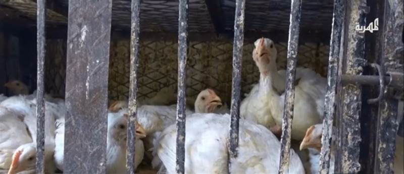 ارتفاع الأسعار يضاعف معاناة بائعوا الدجاج في اليمن