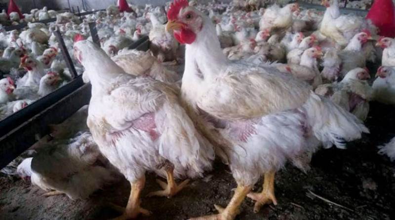 جبايات الحوثيين ترفع أسعار الدجاج بنسبة 30 % في مناطق سيطرتها