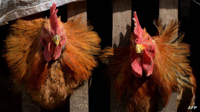 الصحة العالمية تعلن عن تسجيل أول حالة وفاة بشرية بإنفلونزا الطيور في العالم