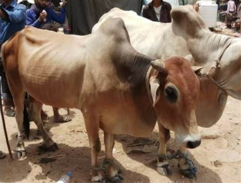 Yemen’de Husi milislerinin vergileri kurbanlık hayvan fiyatlarını ikiye katladı