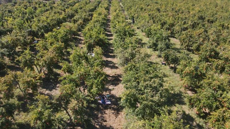 تركيا.. رمان موغلا يزين الموائد في دول عديدة