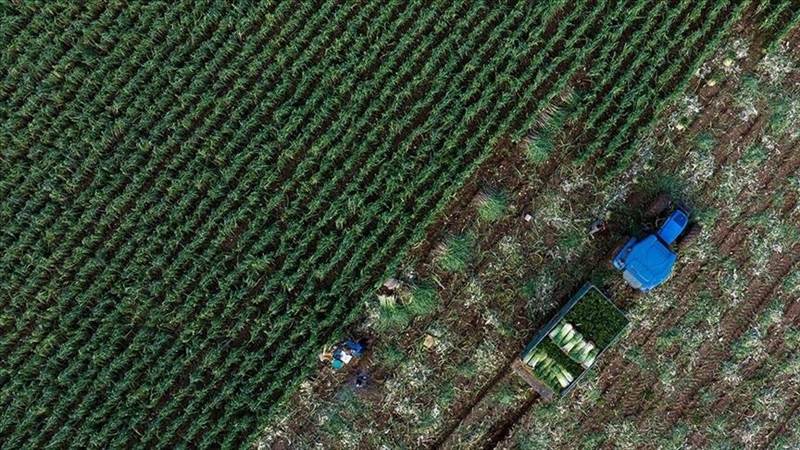 35 مليار دولار.. الصادرات الزراعية التركية تسجل رقما قياسيا خلال 2023