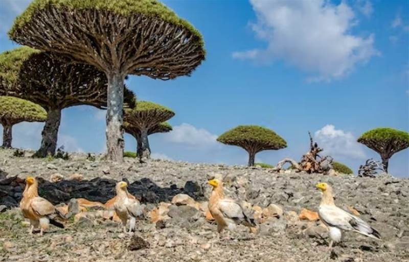 BAE’nin desteklediği GGK güçlerinin Sokotra’ya gelişi Suudi güçleriyle gerilimi yeniden artırıyor