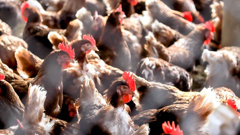 الحكومة المصرية تعلق على انتشار فيروس خطير في البلاد