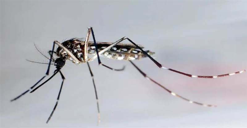 تقرير أممي: إصابات حمى الضنك تتزايد عالميا