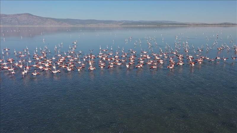 تركيا.. بحيرة أجيغول جنة للطيور ومقصد لعشاق التصوير