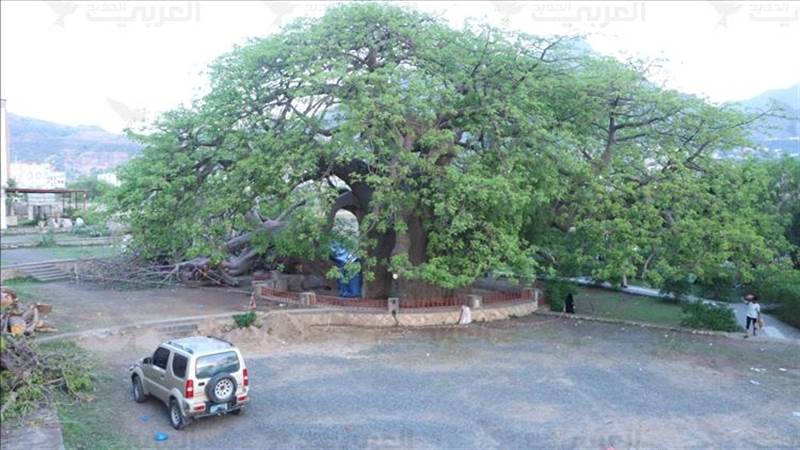 Taiz'de "Zamanın Bekçisi" Yarılıyor: Yemen'in 2000 Yıllık Ağacı Hayatta Kalma Mücadelesi Veriyor