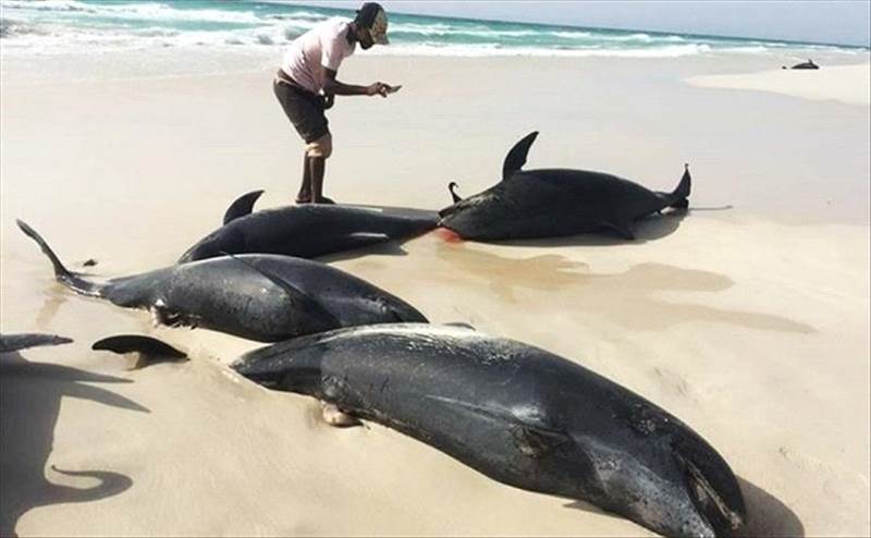 Marine Disaster in Socotra: Over 80 Dolphins Found Dead on Shore, Scientists Warn of Ecological Crisis