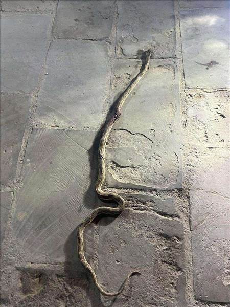 ثعبان ضخم يقتحم حيّاً سكنياً في عدن.. والسكان ينجحون في قتله بعد لحظات من الفزع